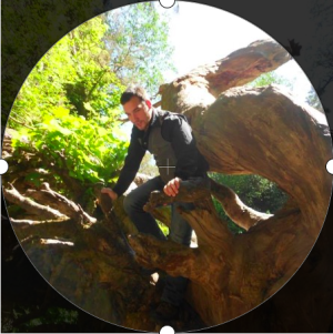 Picture of UnknownCreation in a tree.